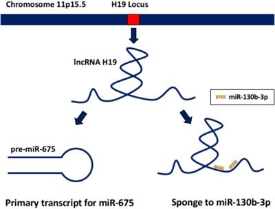 Targeting Non-coding RNA in Vascular Biology and Disease